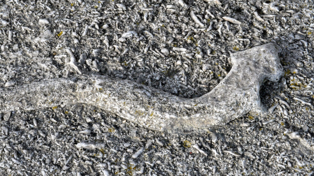 Fossil på en strand på Gotland