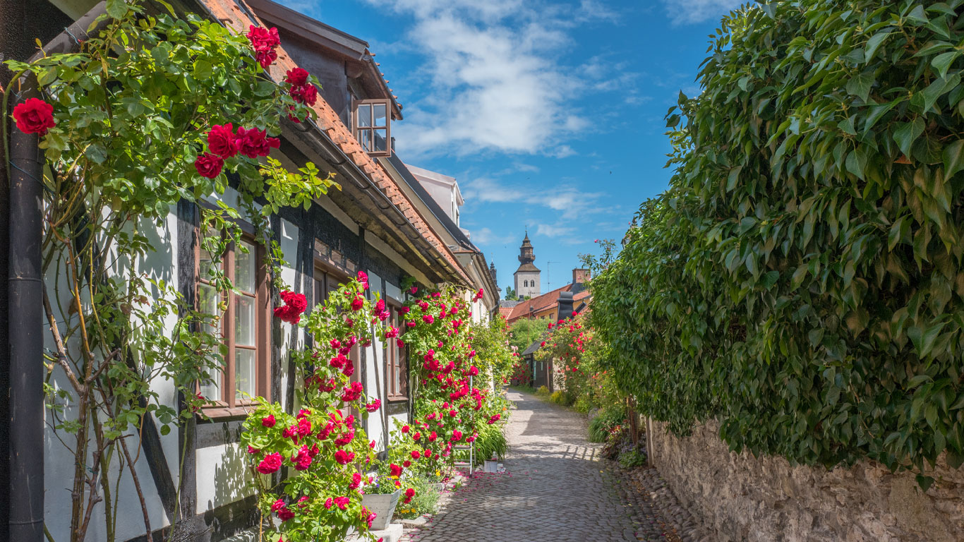 Gränd i Visby med blommande rosor